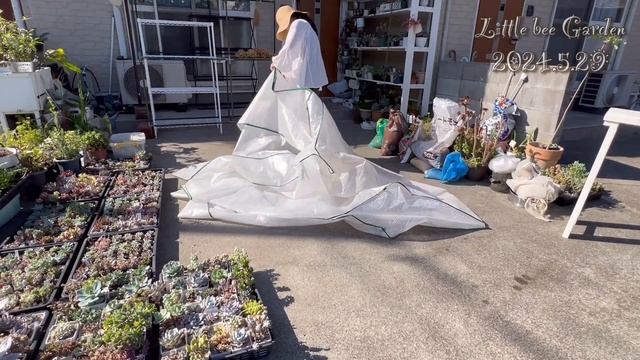 【多肉植物】ビニールハウスのビニールを外しました【ガーデニング】