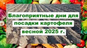 Благоприятные дни для посадки картофеля весной 2025 года