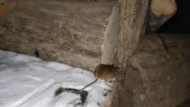 Лесная бич-мышь