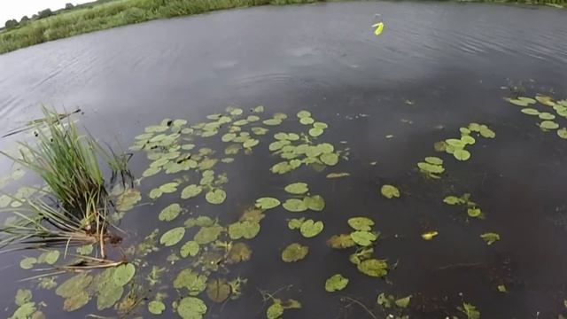 Pike fishing compilation Spinnerbaits and Rapala Jointed Shad Rap (Gopro) | смотреть онлайн