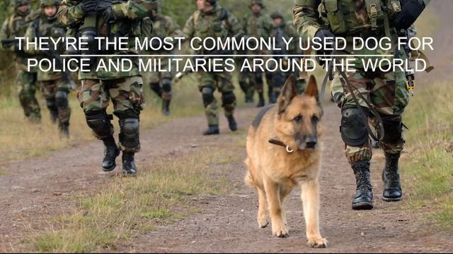 Top 5 Smartest Dog Breeds смотреть онлайн