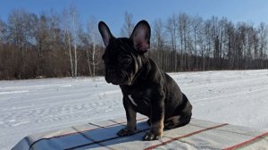 Французский бульдог