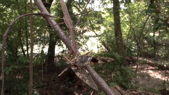 【ASMR】オオカマキリがニイニイゼミを捕獲して食べる①カマキリの「狩猟能力」には驚く。自身よりも大きな獲物にも軽く仕留める。とても勇気がある。セミはとても美味しいのか。夢中に食べる姿はライオンだ