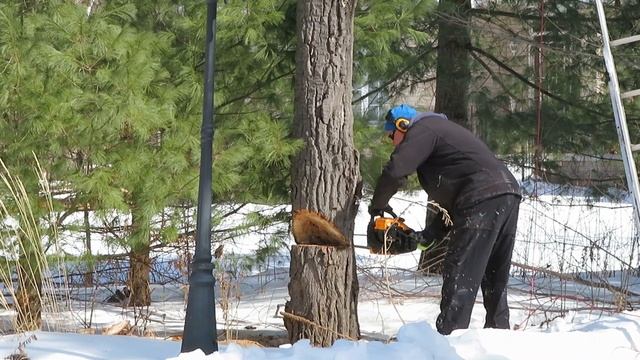 Safe way to cut the tree. безопасно спилили дерево. Быстро и правильно. смотреть онлайн