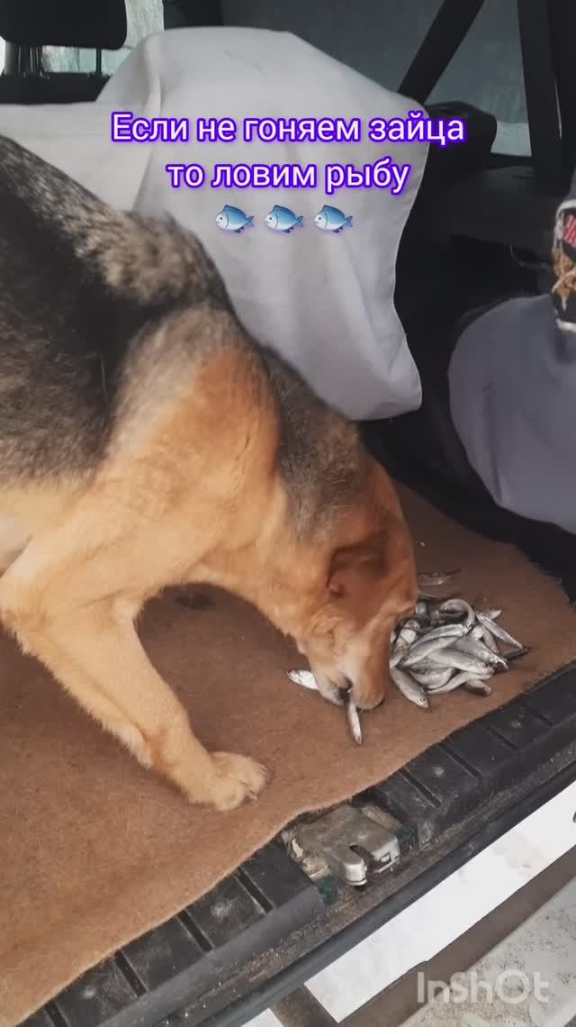 Если не гоняем зайца то ловим рыбу 🐟 🐟 🐟. #рыбалка #fishing #щука#охотасгончей#топ #hunting #tro смотреть онлайн