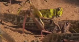 ... Что мы знаем про Саранчу....