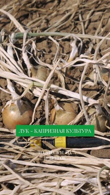 Фермер ЖАЛЕЕТ о своем выборе! Худший овощ в хозяйстве #бизнесвдеревне смотреть онлайн