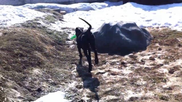 Алиска и весенний двор смотреть онлайн
