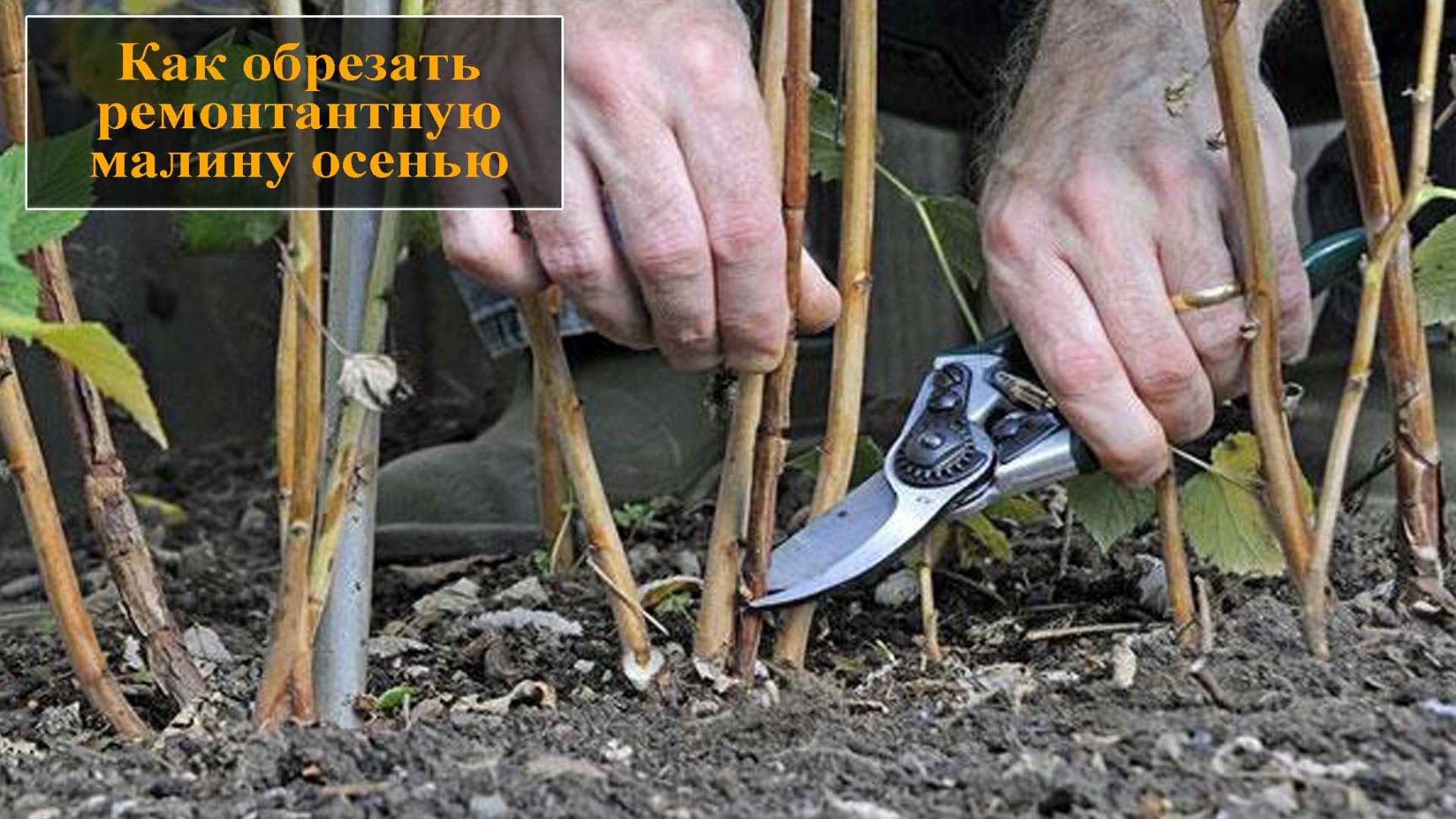 Обрезка ремонтантной малины смотреть онлайн
