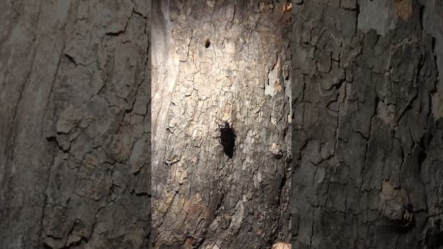 Wood boring beetle смотреть онлайн