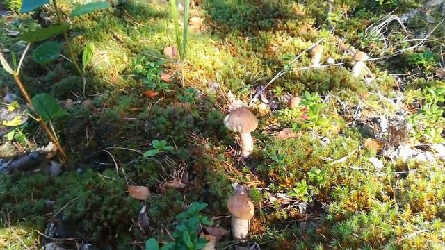 Подберы просто смотреть онлайн