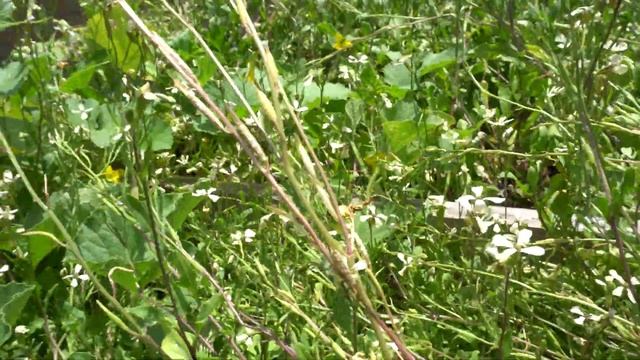 Saving Arugula Seeds To Grow as Microgreens смотреть онлайн