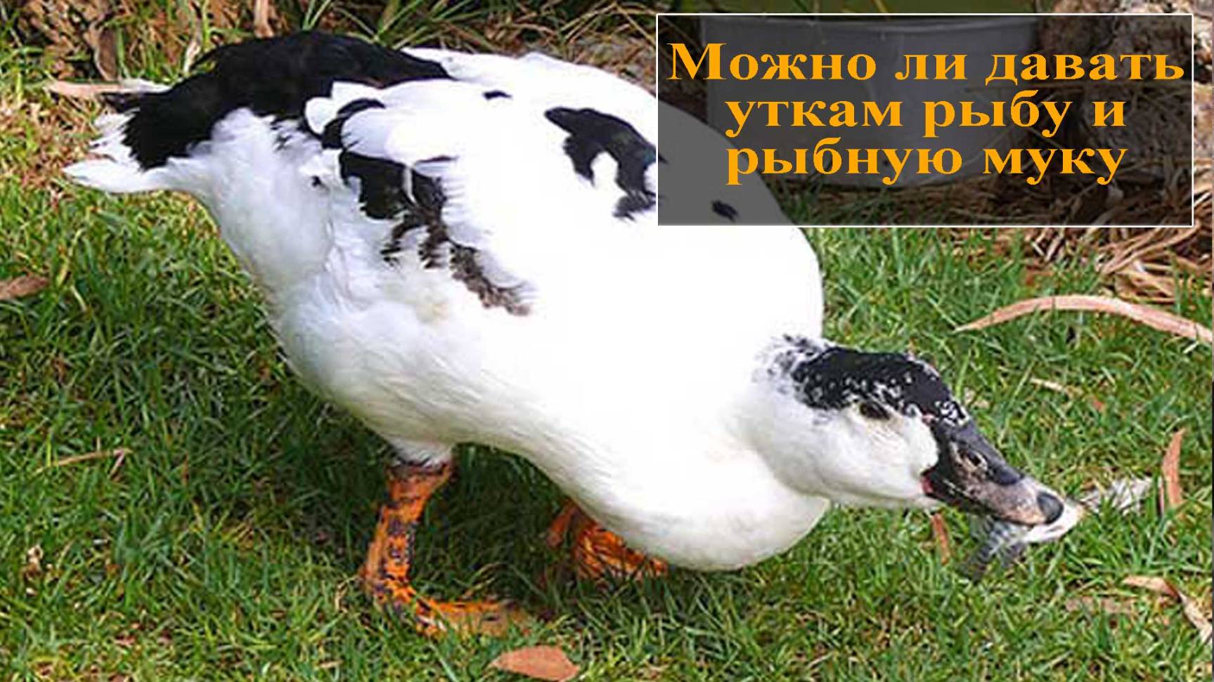 Едят ли утки рыбу смотреть онлайн