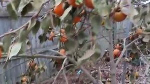 .... Как выращивают и обрабатывают Хурму .....