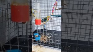 попугай розелла.