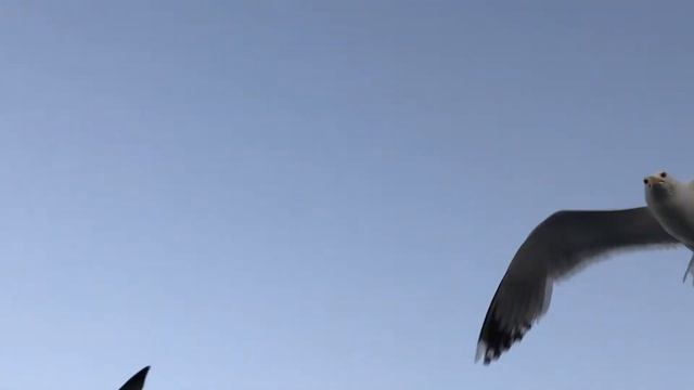 Чайка близко смотреть онлайн