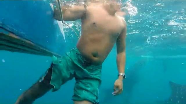 Whale shark encounter -Cebu, Philippines смотреть онлайн