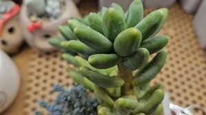 как обрезать суккуленты