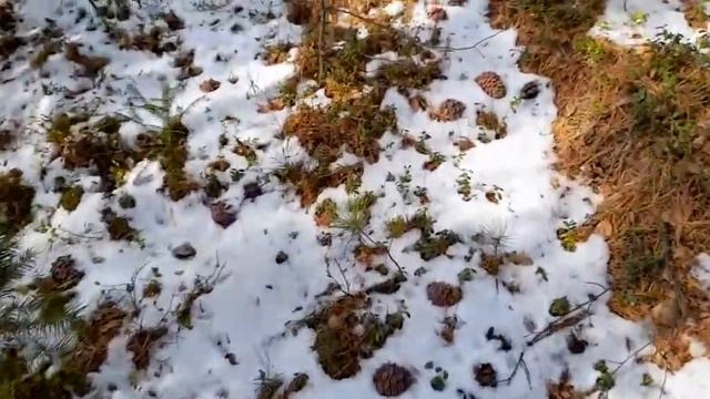 В лес по шишку