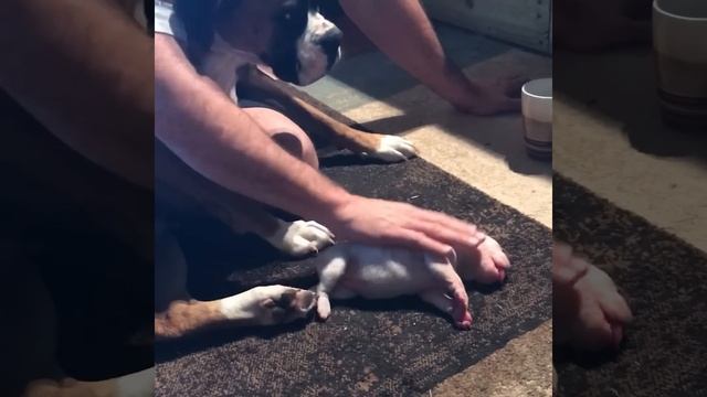 Reviving a dying puppy using CPR смотреть онлайн