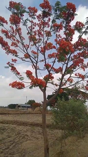 Delonix regia plant with fire flowers at Jannaram to Dharmaram road#Shorts # смотреть онлайн