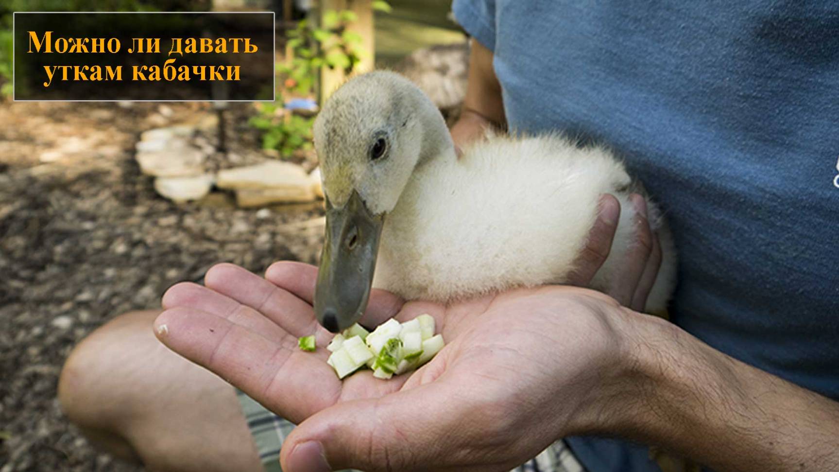 Можно ли давать уткам кабачки смотреть онлайн