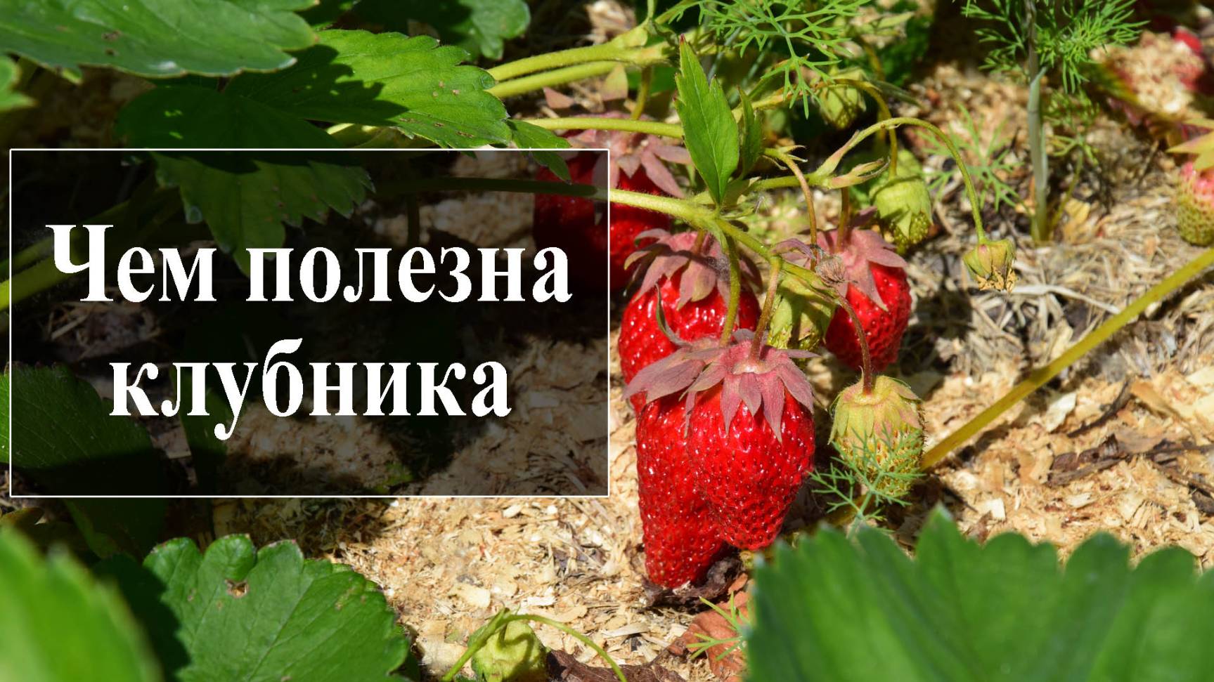 Клубника польза и вред для здоровья смотреть онлайн