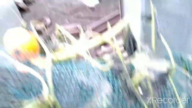 Дары осени часть 1. Дополнительный урожай тыквы. 24.09.2021 смотреть онлайн