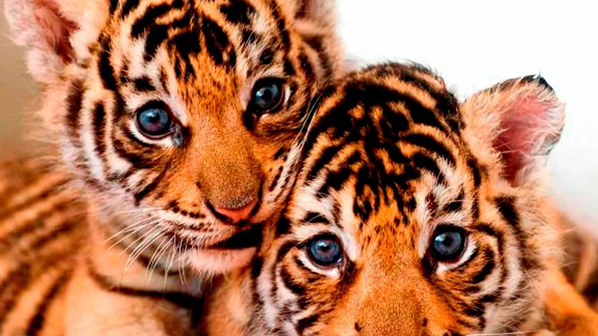 Прогресс- ШФМ