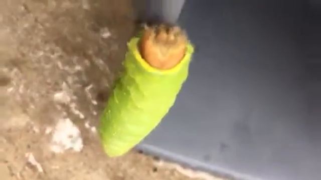 Caterpillars смотреть онлайн