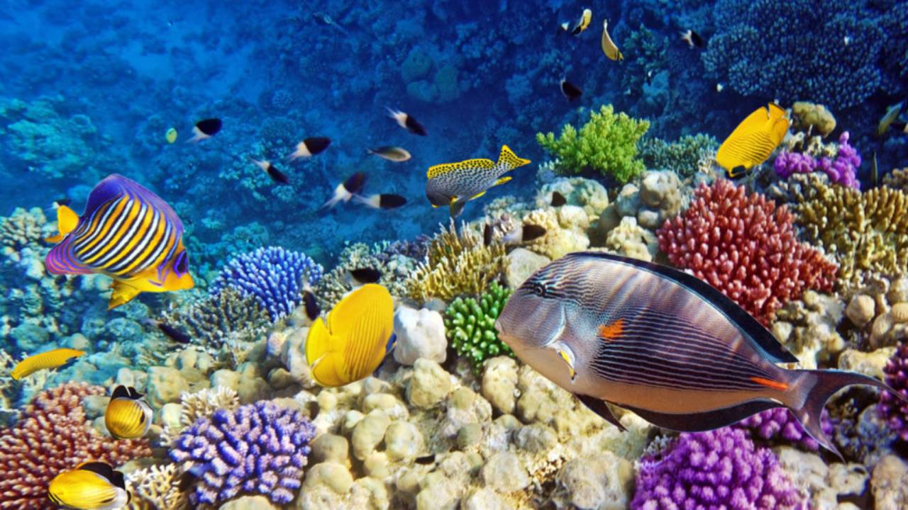 ЕГИПЕТ ШАРМ ЭЛЬ ШЕЙХ КОРАЛОВЫЙ РИФ ОТЕЛЯ AMPHORAS BEACH 5* Красное море и его обитатели . смотреть онлайн