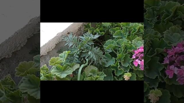 Sardunya çiçeği Tohumu Nasıl Toplanır 🐝🧚 смотреть онлайн