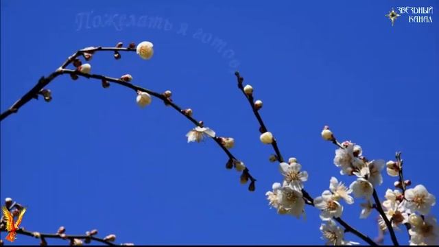 С праздником весны, 8 марта 2025года. #Весна #Стихи #Капель смотреть онлайн