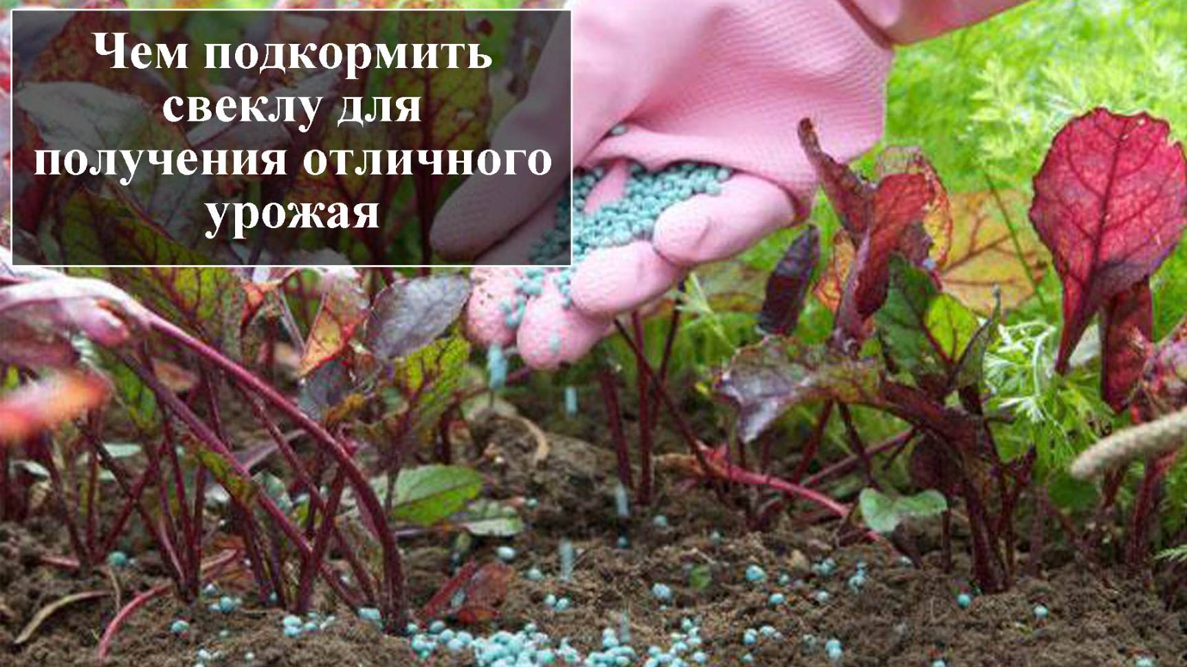Чем подкормить свеклу смотреть онлайн