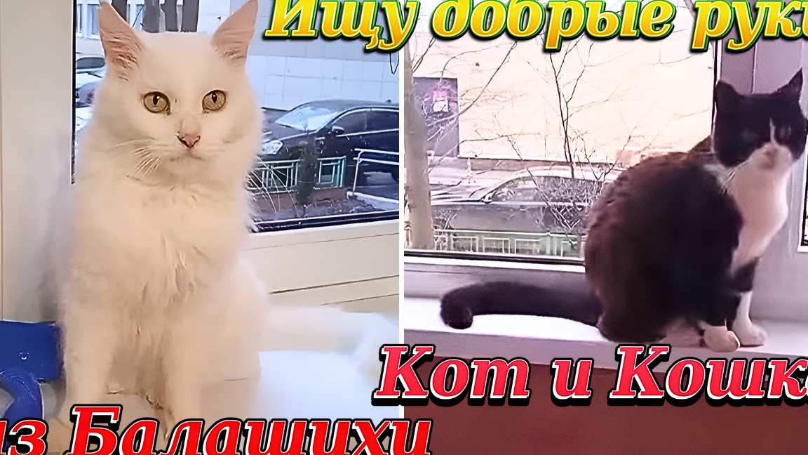 Ищу Добрые руки. Кот и Кошка из Балашихи. смотреть онлайн