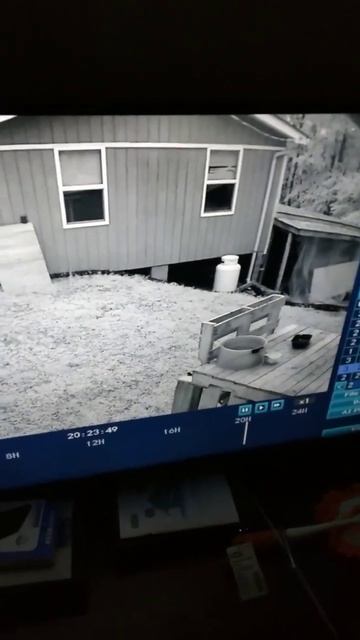 momma racoons kids are using my house as a playground смотреть онлайн