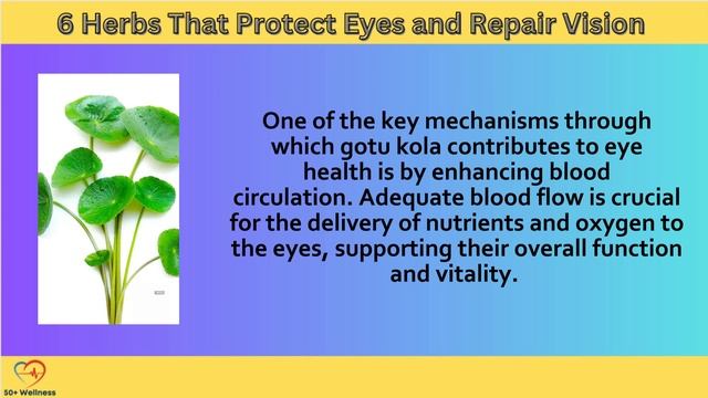 6 Herbs That Protect Eyes and Repair Vision | Part 2 смотреть онлайн