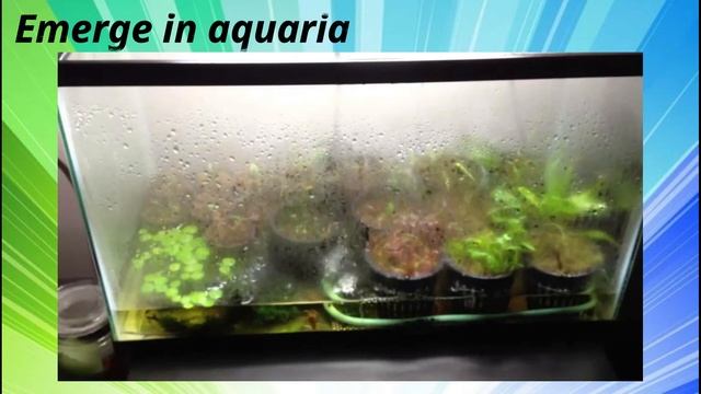 Aquatic Plant Culture (Cryptocoryne Longicauda)