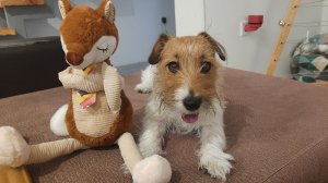 Джек-Рассел-терьер Кендис 🎁 на 8 марта