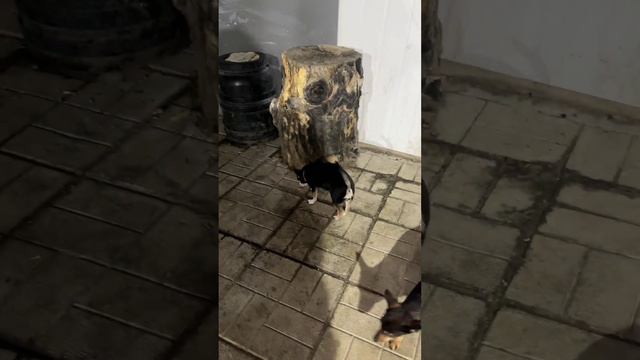 Вечерняя прогулка 🤗 смотреть онлайн