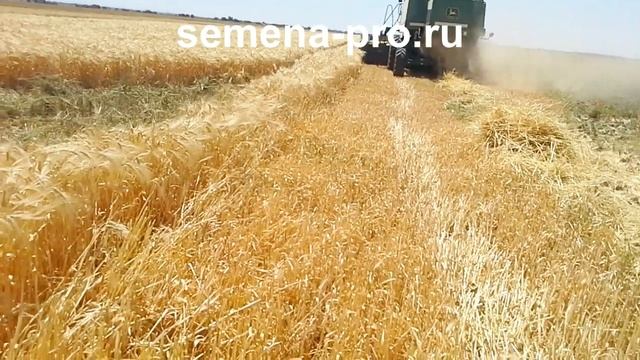 Уборка озимого ячменя в Крыму. Результат в засуху 2018