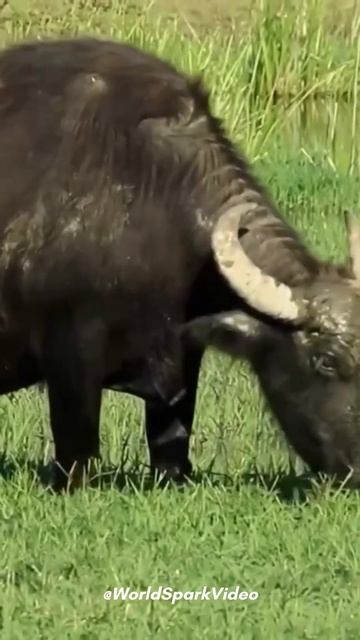 Water Buffalo※水牛 The Biggest Horn смотреть онлайн