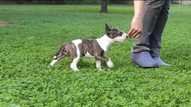 Mini Bull Terrier Puppy 'Dance of Love' Venturesome смотреть онлайн