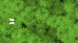 Видео ДЛЯ КОТОВ и КОШЕК, бабочки ЛЕТАЮТ по экрану