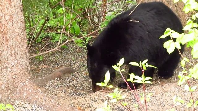 Little dog chases a black bear смотреть онлайн