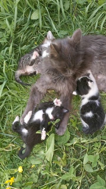 ПЕРВЫЕ ИГРЫ КОТЯТ!!! ❤️❤️❤️