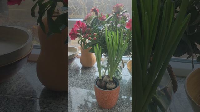 Что делать с Гиацинтом после покупки зимой?