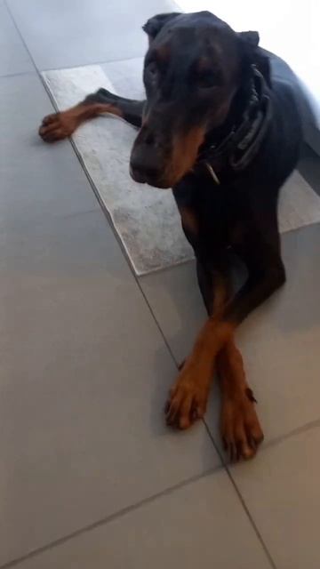 Dobermann Dog,Dante🐕🐾🥰#youtubeshorts #trending #viralshorts #petlover #doglovers #shorts #viralshor смотреть онлайн