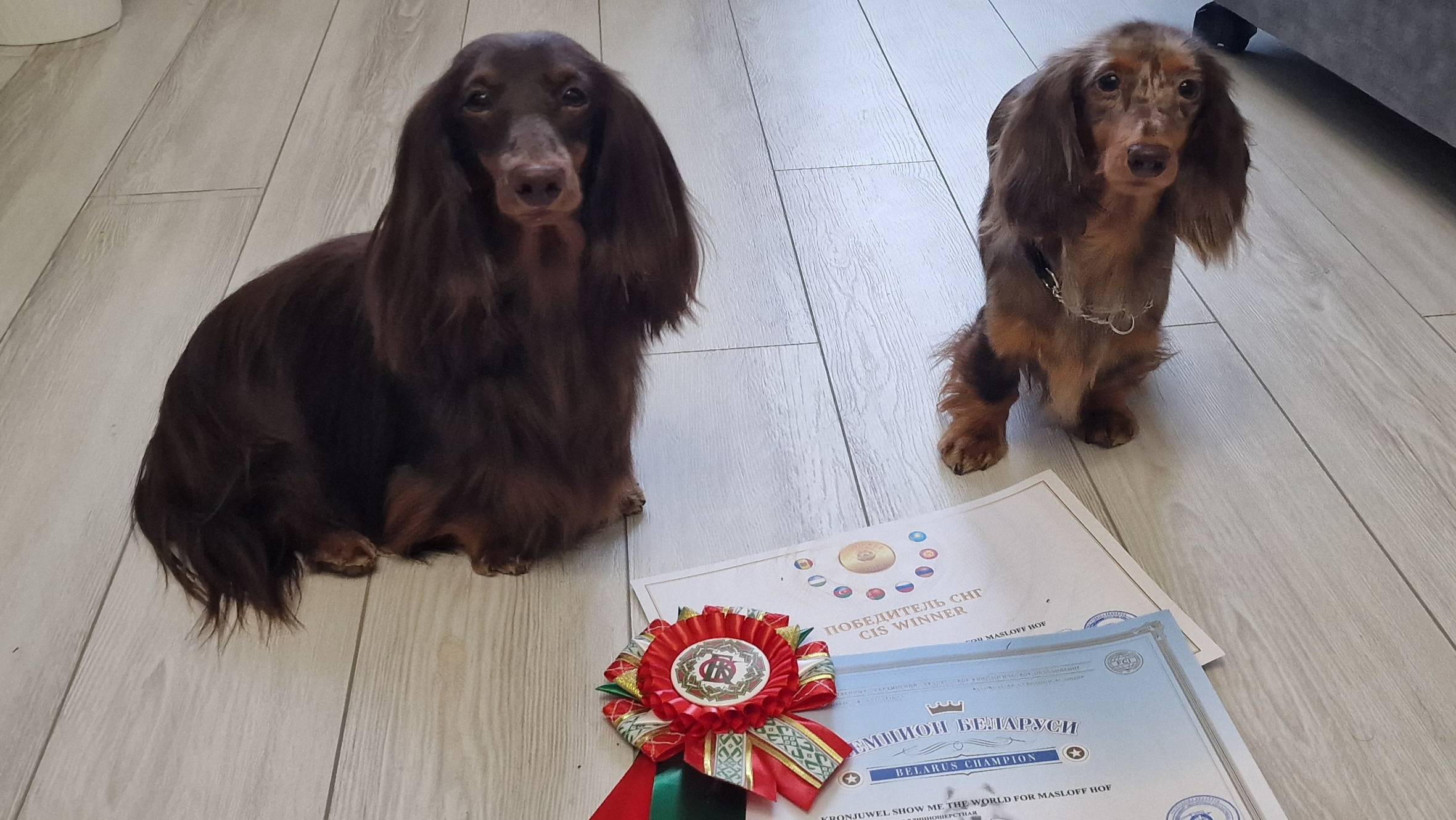 250301_Минск выставка собак