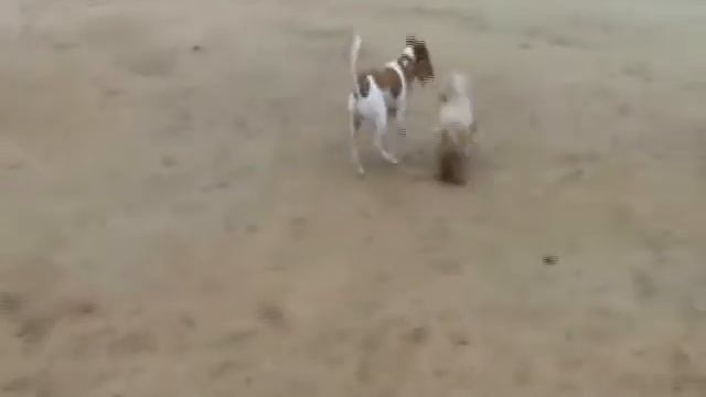 Chuy And Tony - Ball And Bone - Runyon Canyon Dogs Playing
